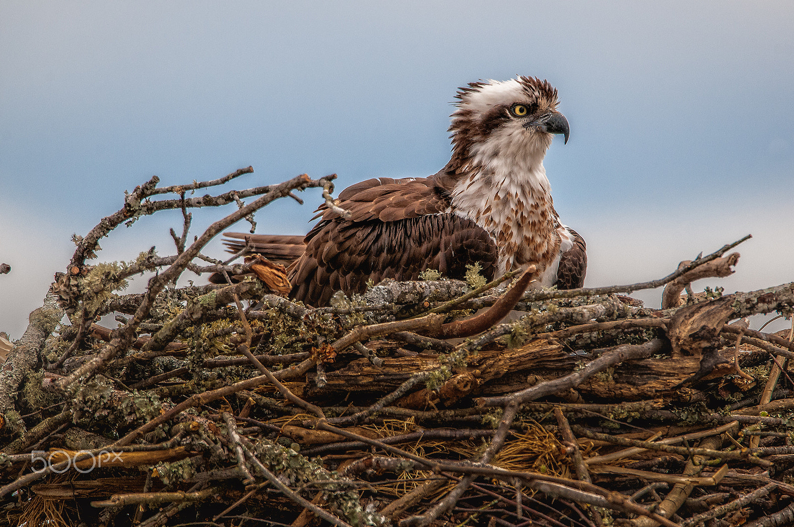 Sigma 150-600mm F5-6.3 DG OS HSM | S sample photo. Female osprey setting on nest photography