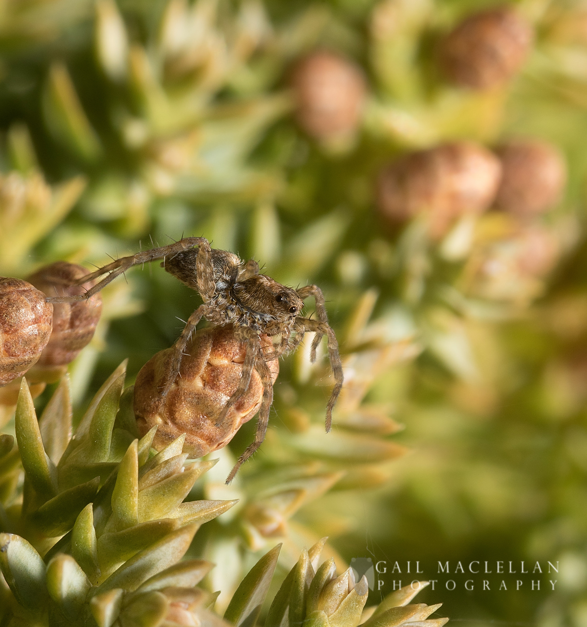 Sigma 105mm F2.8 EX DG Macro sample photo. Spider photography