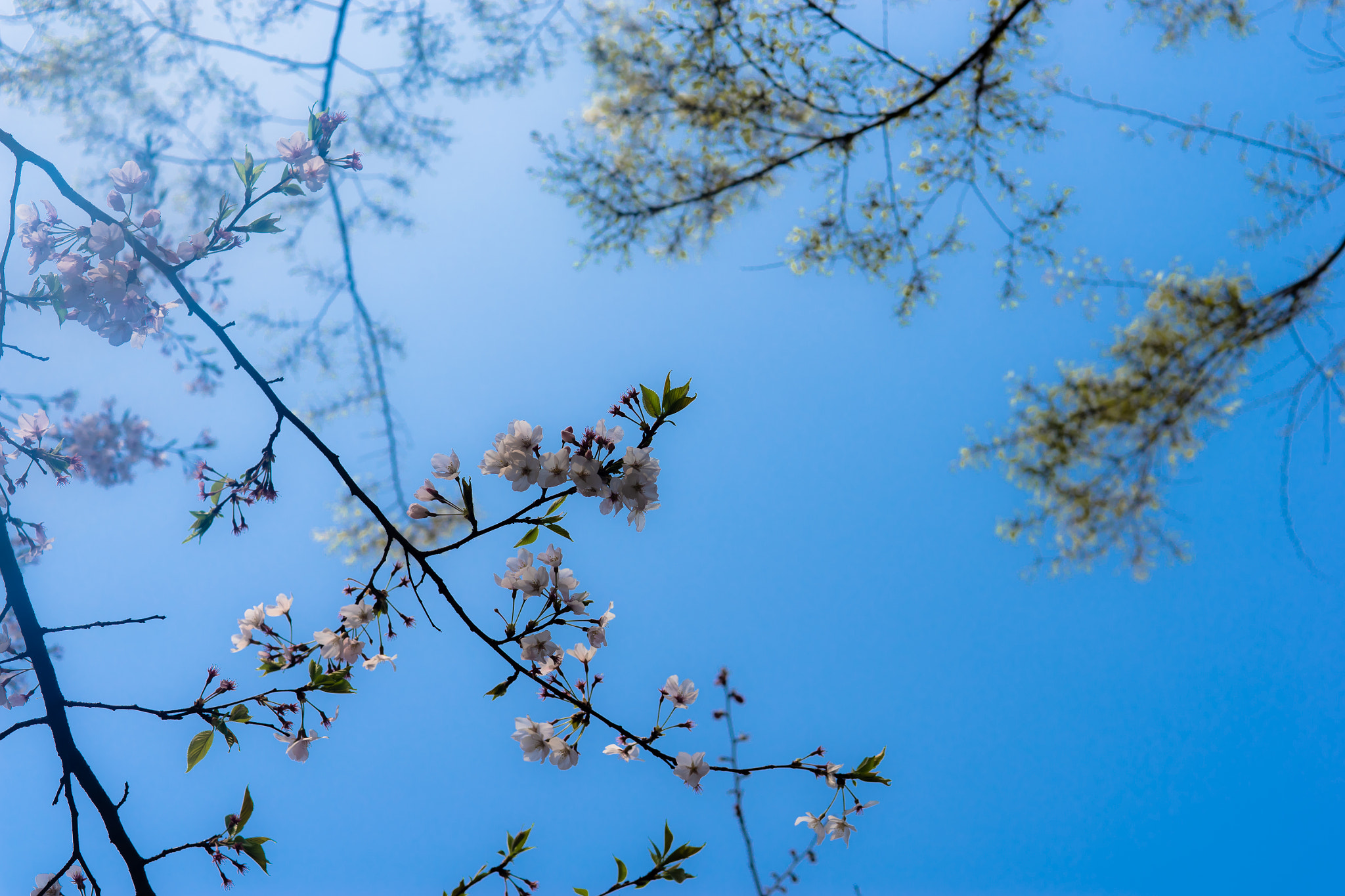 Sony a7 + Sony 50mm F1.4 sample photo. Sakura under sky photography