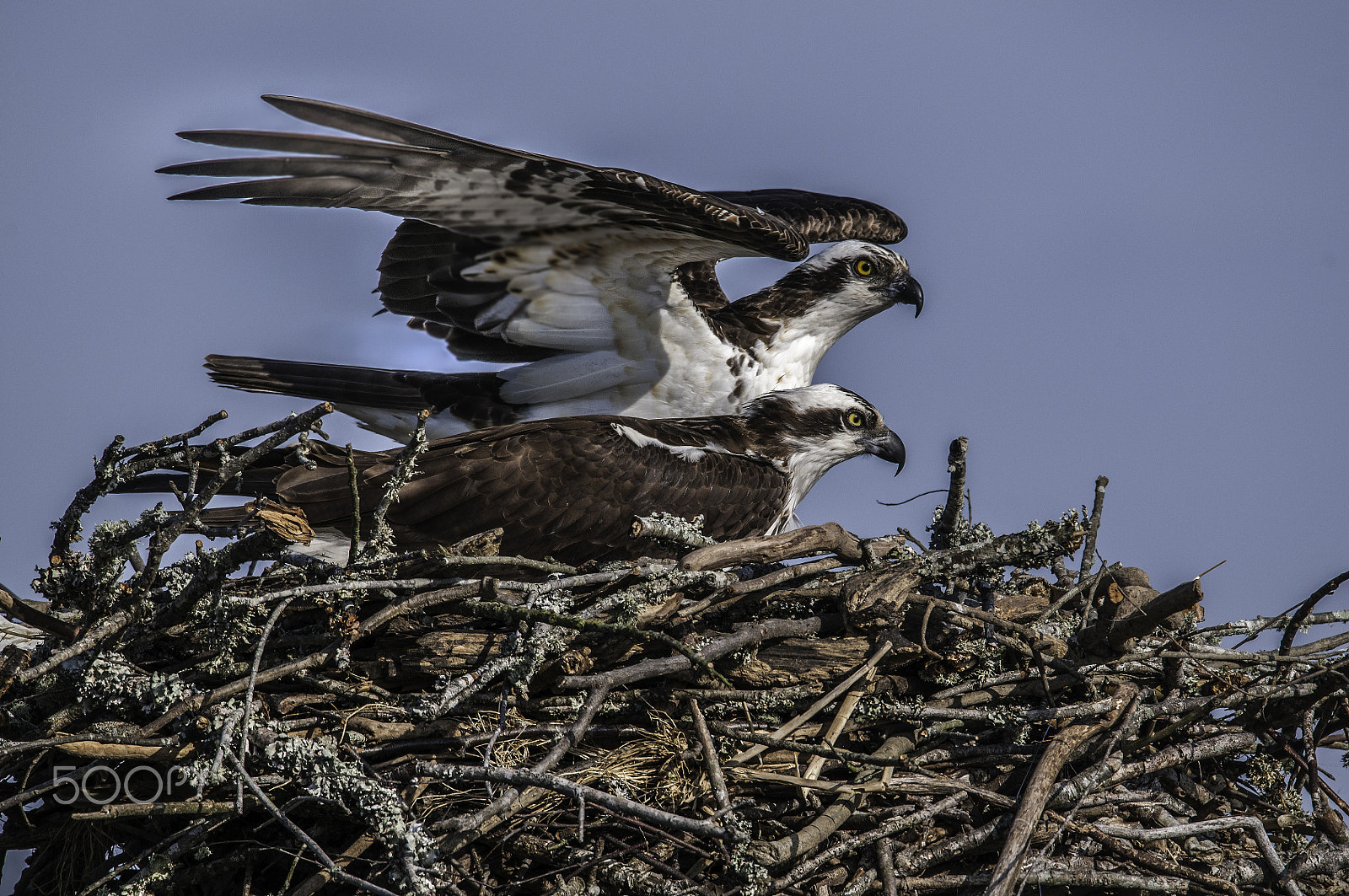 Sigma 150-600mm F5-6.3 DG OS HSM | S sample photo. It takes two photography