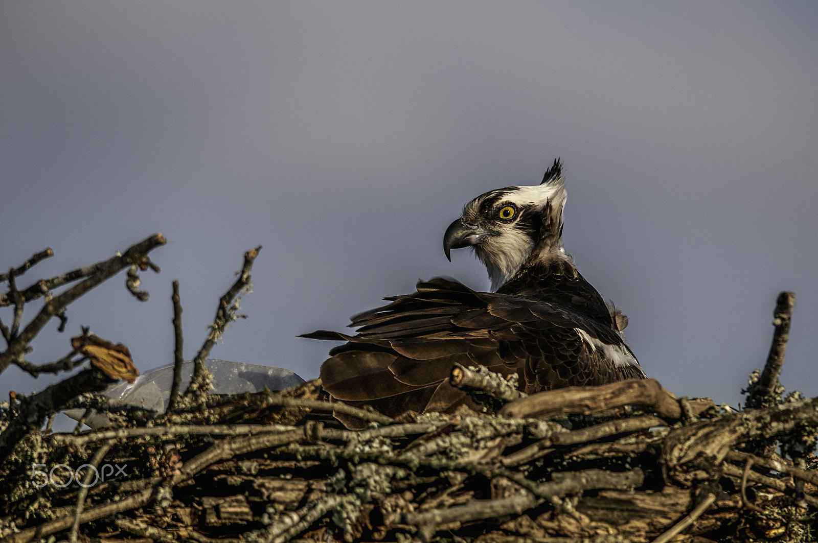 Sigma 150-600mm F5-6.3 DG OS HSM | S sample photo. Not to day photography