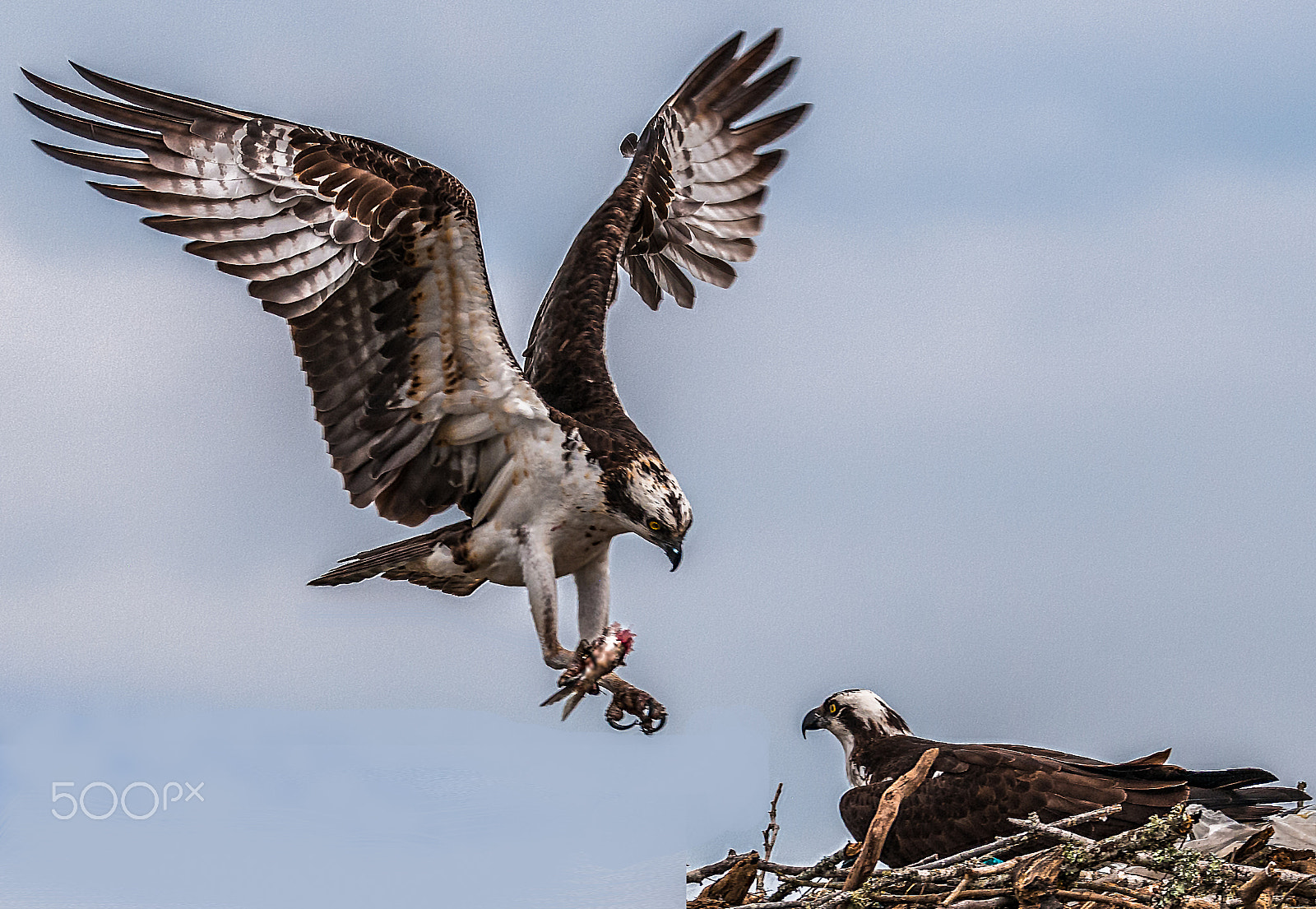 Sigma 150-600mm F5-6.3 DG OS HSM | S sample photo. Male osprey feeds mate photography