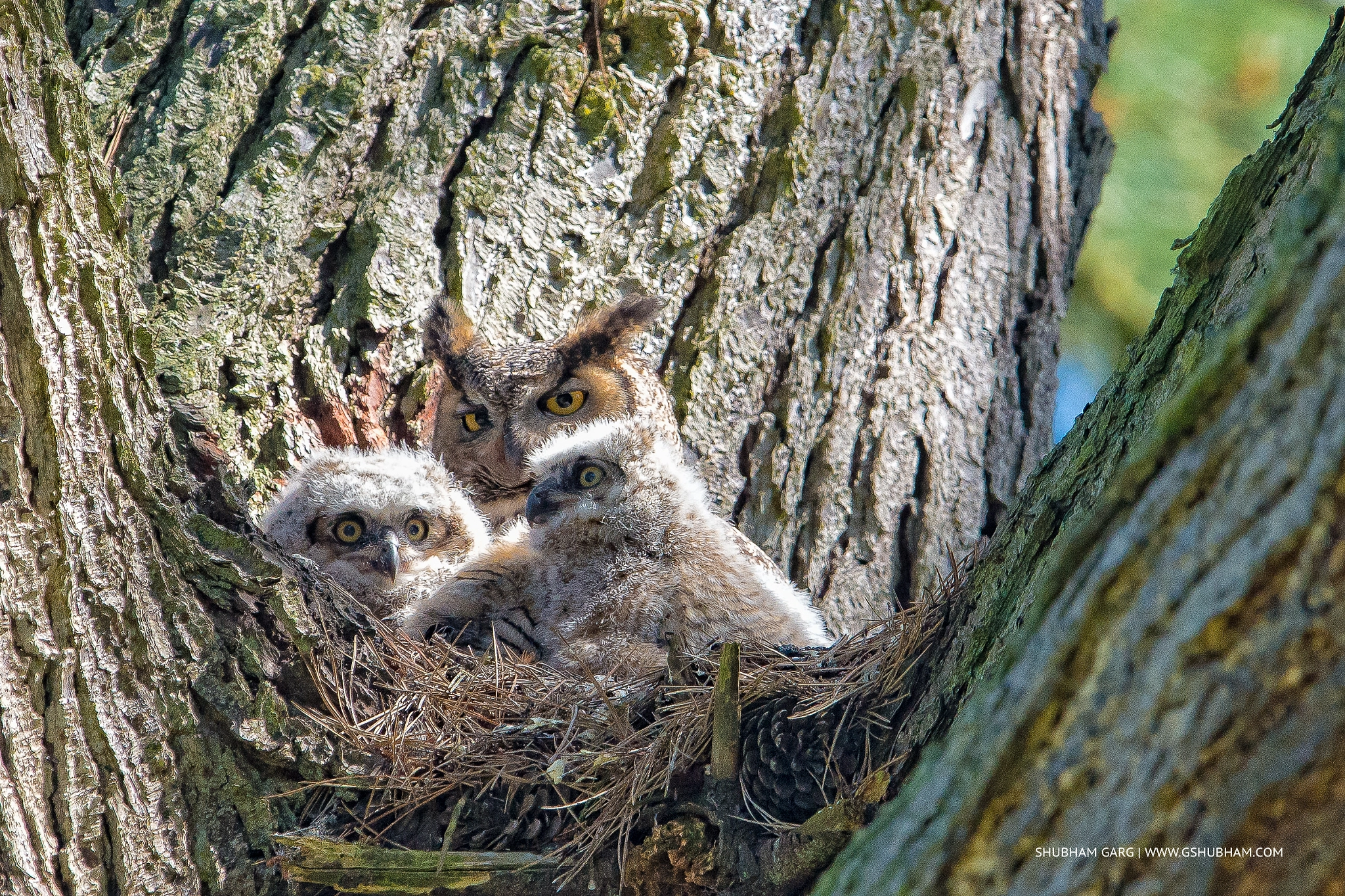 Nikon AF-S Nikkor 600mm F4G ED VR sample photo. The protective mommy photography