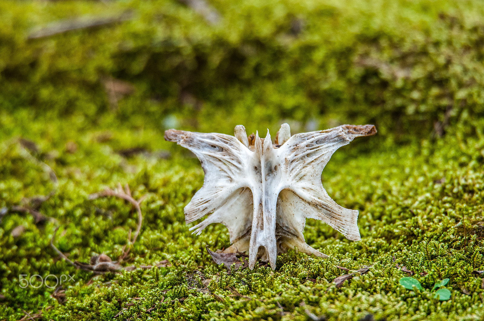 Sigma 150-600mm F5-6.3 DG OS HSM | S sample photo. Crucifix fish bone in moss photography