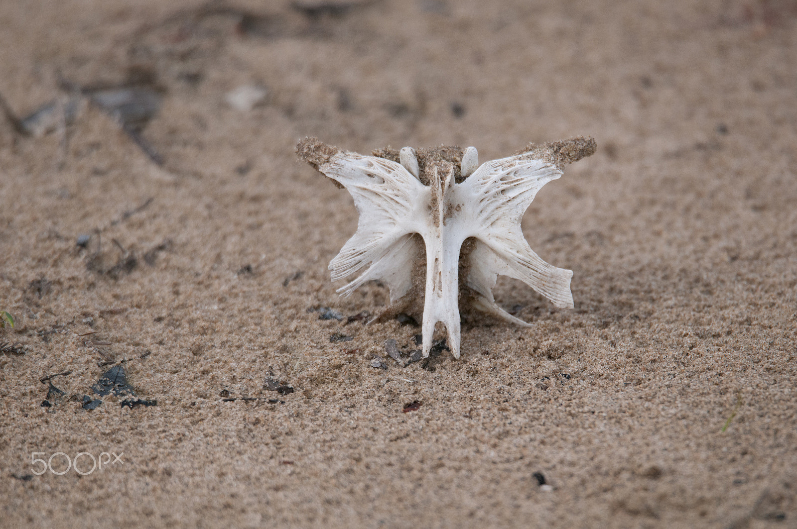 Sigma 150-600mm F5-6.3 DG OS HSM | S sample photo. Crucifix fish bone in the sand photography