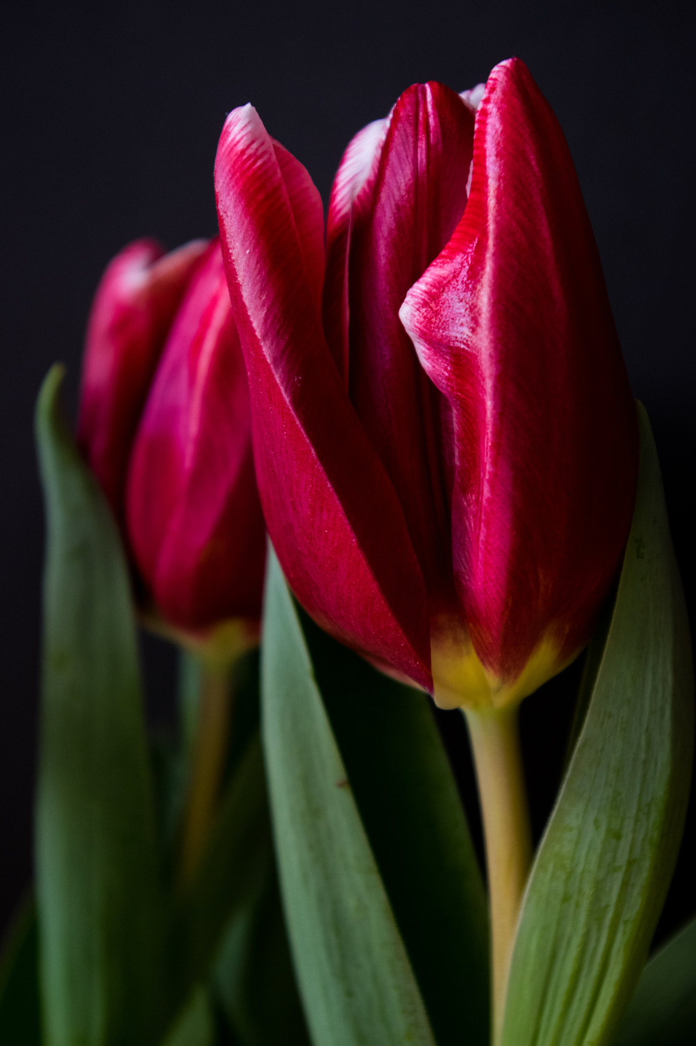 Pentax smc DA 18-55mm F3.5-5.6 AL sample photo. Tulips photography