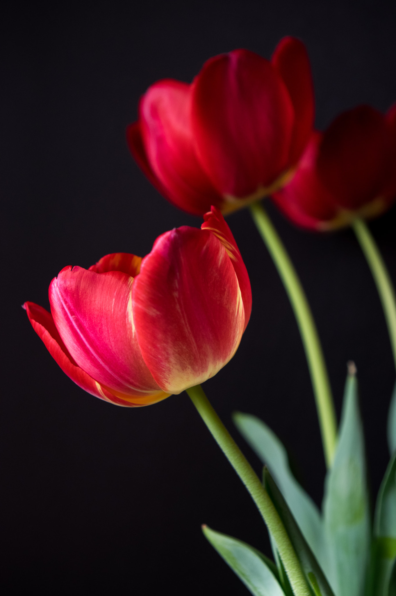 Pentax smc DA 18-55mm F3.5-5.6 AL sample photo. Tulips in red photography