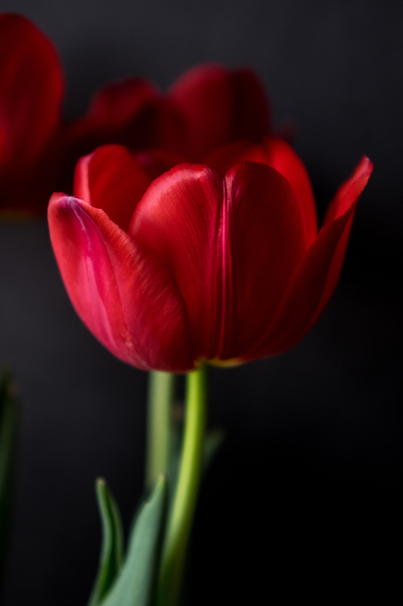 Pentax smc DA 18-55mm F3.5-5.6 AL sample photo. Red tulip photography
