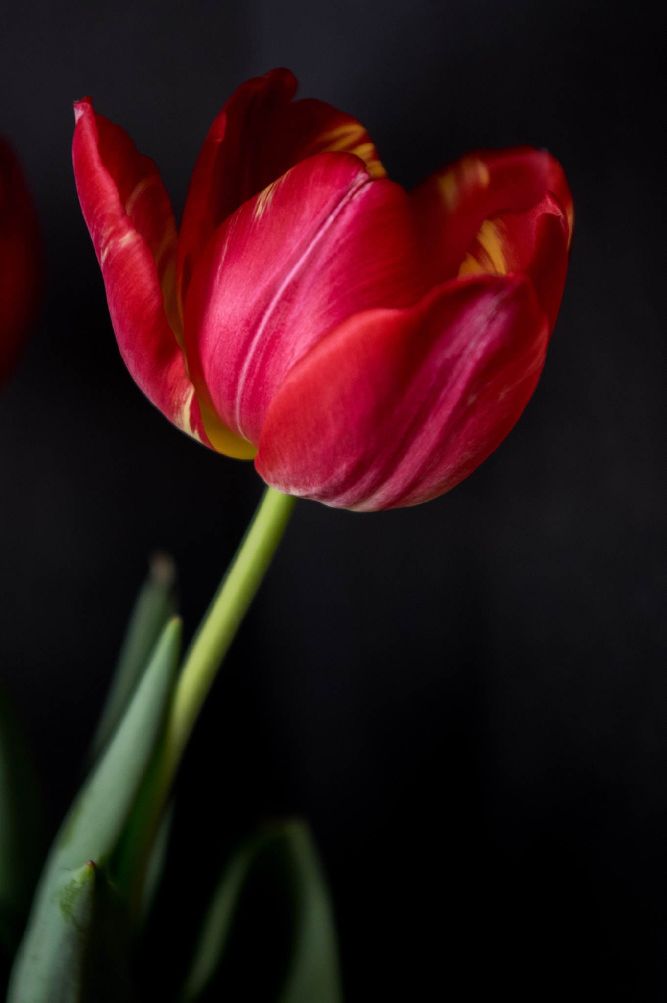 Pentax smc DA 18-55mm F3.5-5.6 AL sample photo. Tulip photography