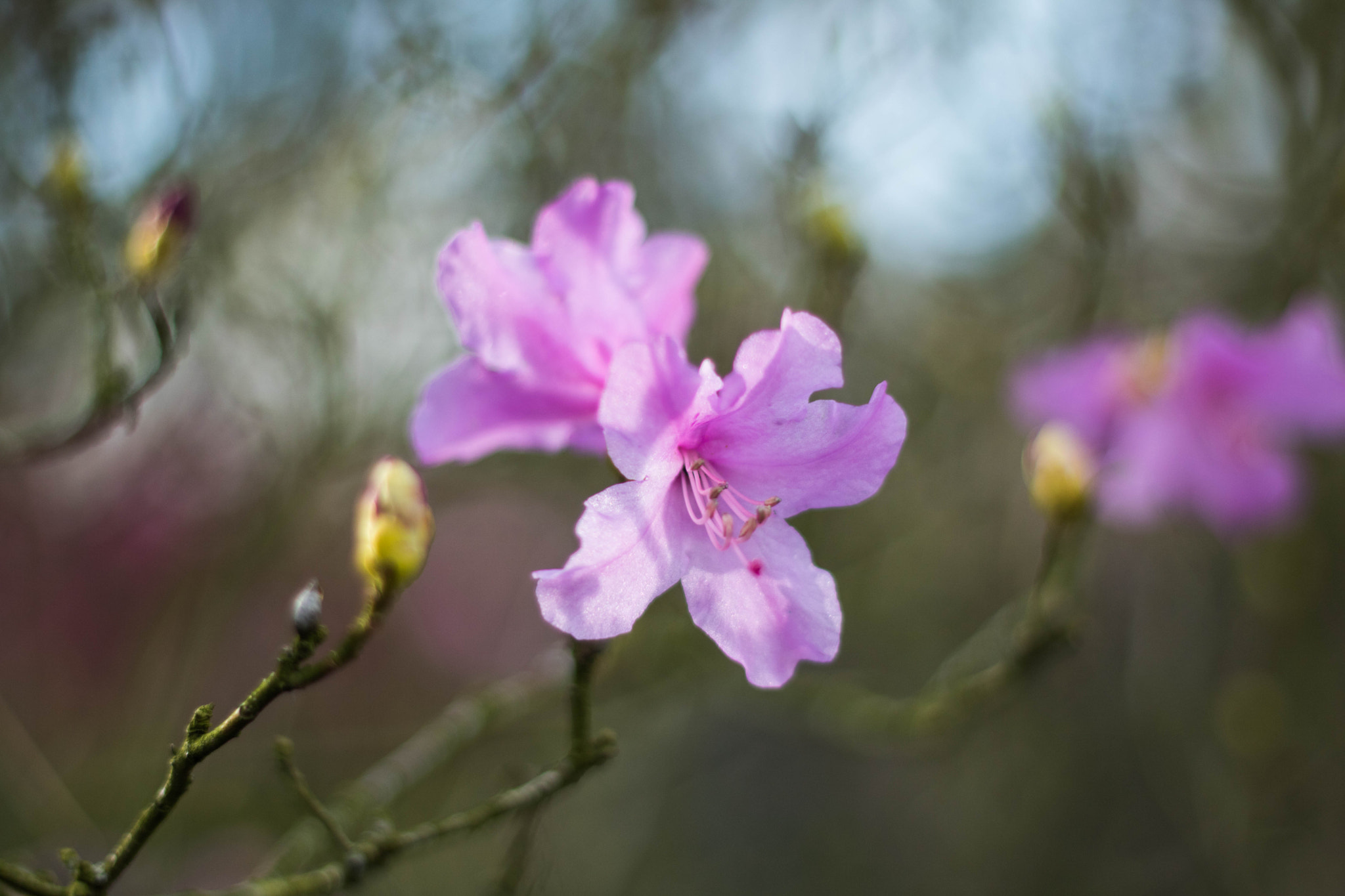 Canon EOS 760D (EOS Rebel T6s / EOS 8000D) + Canon EF 50mm F1.8 II sample photo. Azalée photography