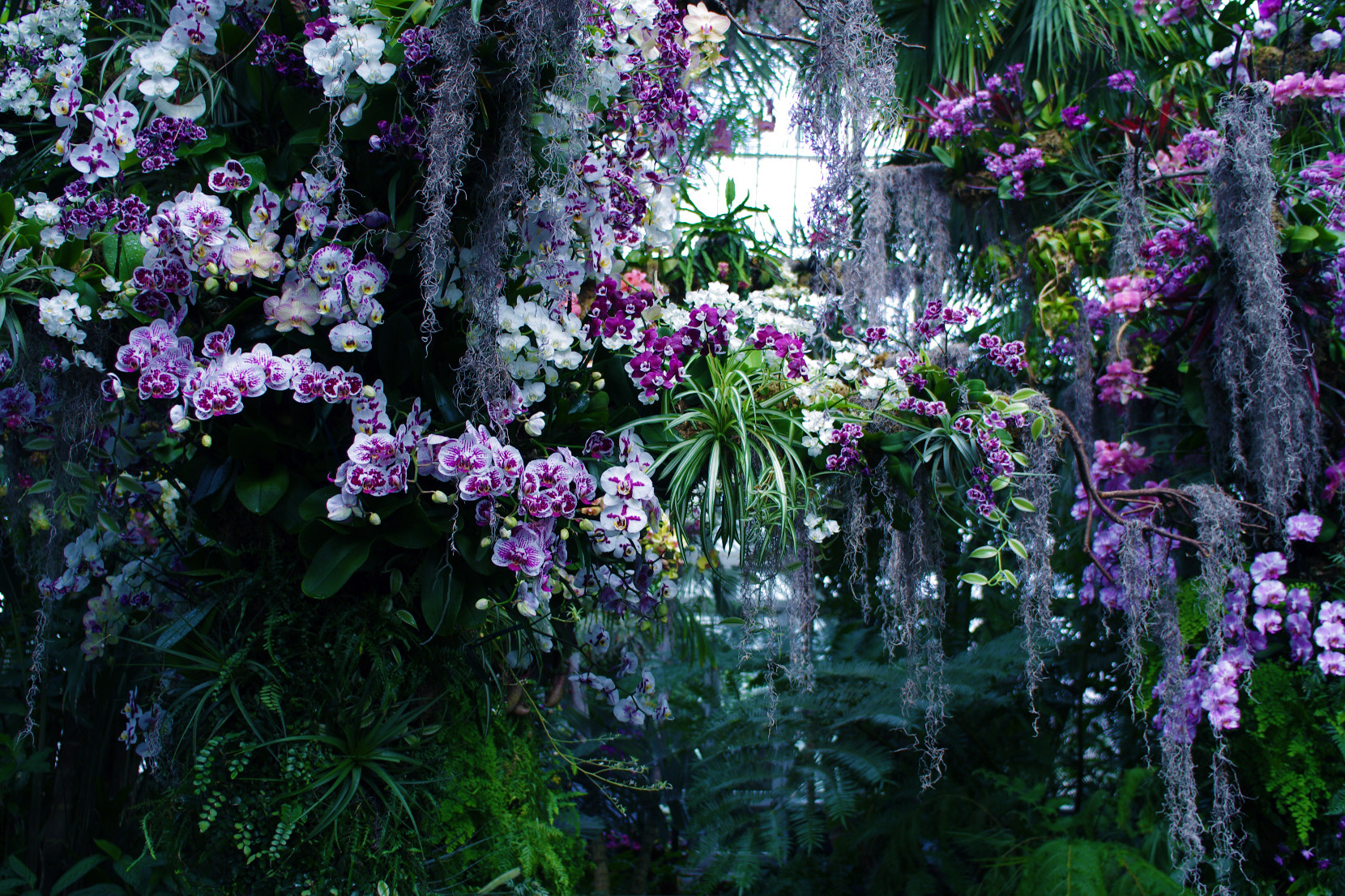 Pentax K-5 sample photo. Orchid garden photography