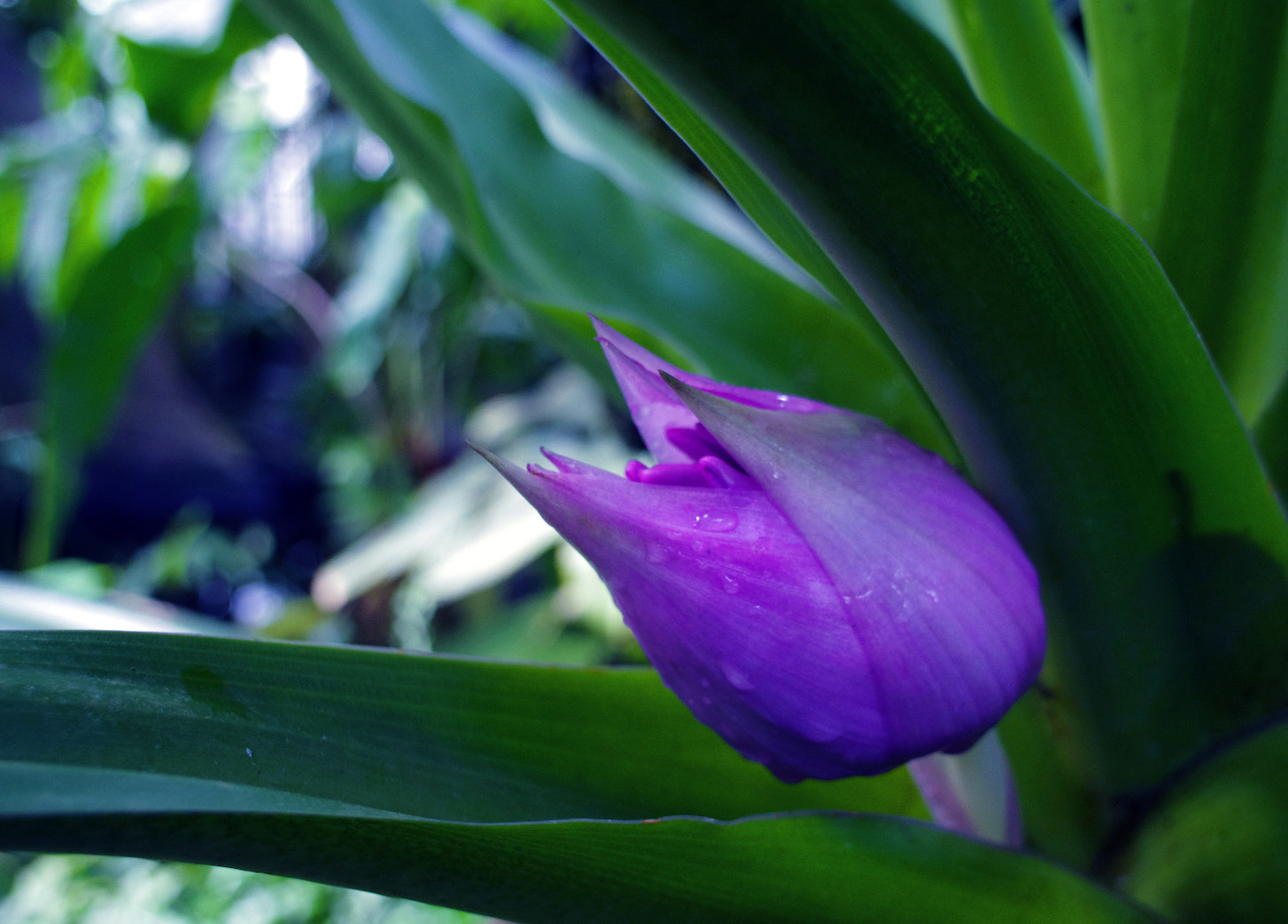 Pentax K-5 sample photo. Pink blossom photography