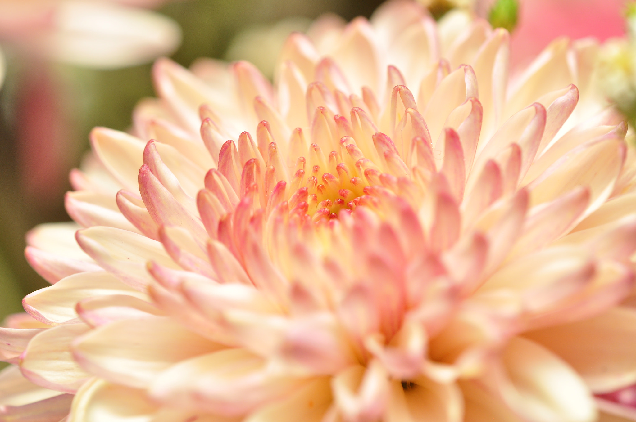 Nikon AF-S DX Micro-Nikkor 85mm F3.5G ED VR sample photo. Chrysanthemum photography