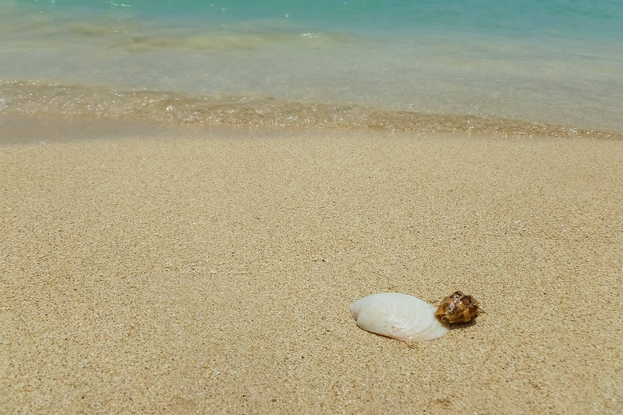 Panasonic DMC-FH25 sample photo. Shells on the beach photography