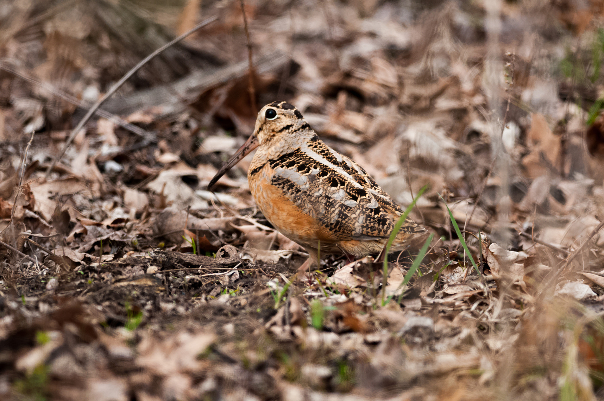 Nikon D300S + Nikon AF-S Nikkor 300mm F4D ED-IF sample photo. American woodcock photography