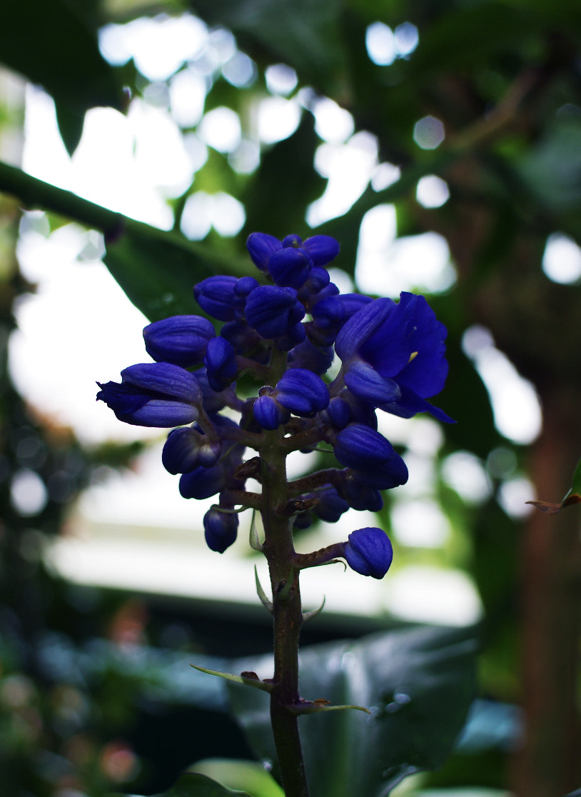 Pentax smc DA 21mm F3.2 AL Limited sample photo. Blue night photography