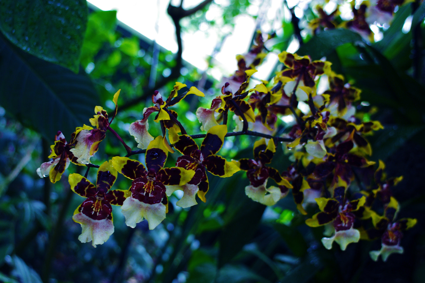 Pentax smc DA 21mm F3.2 AL Limited sample photo. Orchids photography