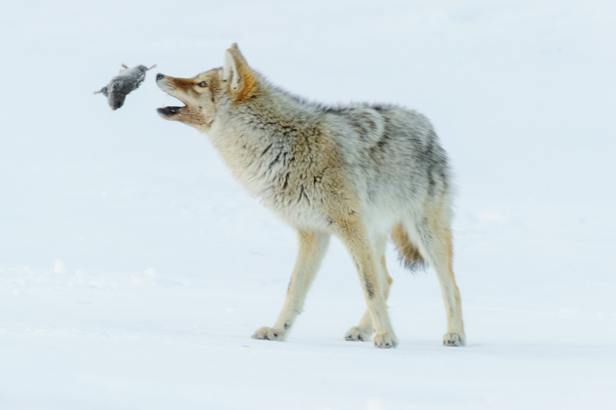 Nikon AF-S Nikkor 400mm F2.8G ED VR II sample photo. Playful photography