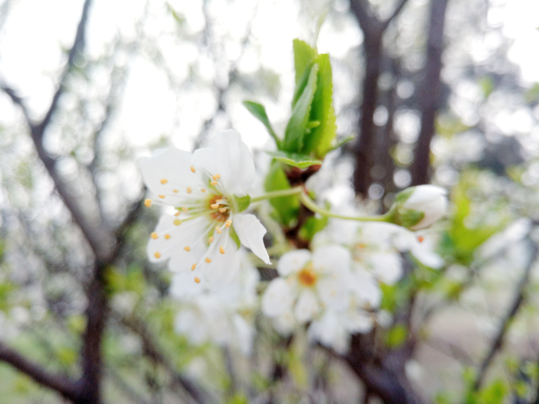 OPPO R7 Plus sample photo. 春天 photography