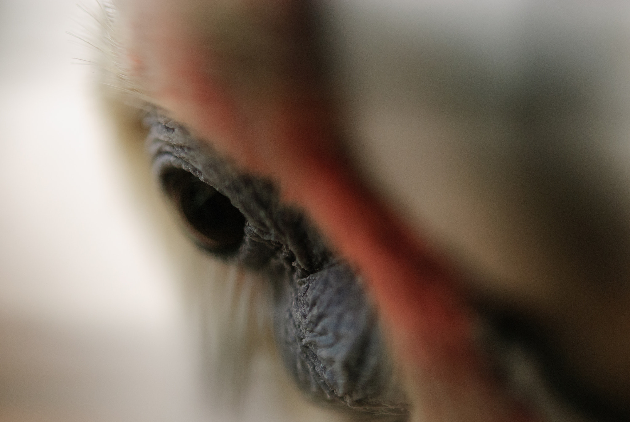 Nikon AF-S Micro-Nikkor 60mm F2.8G ED sample photo. Little corella photography