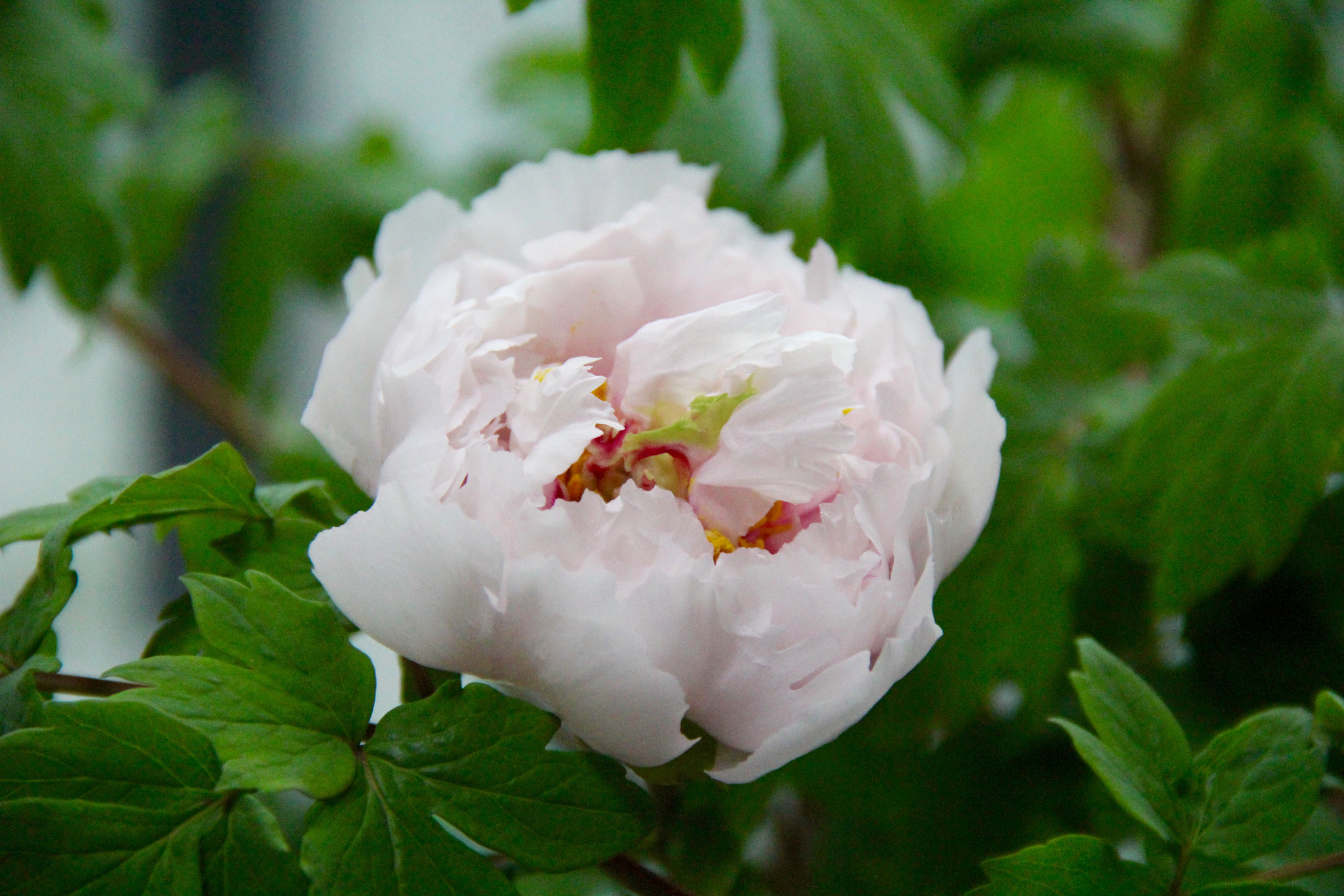 Canon EF-S 18-135mm F3.5-5.6 IS sample photo. 牡丹 photography