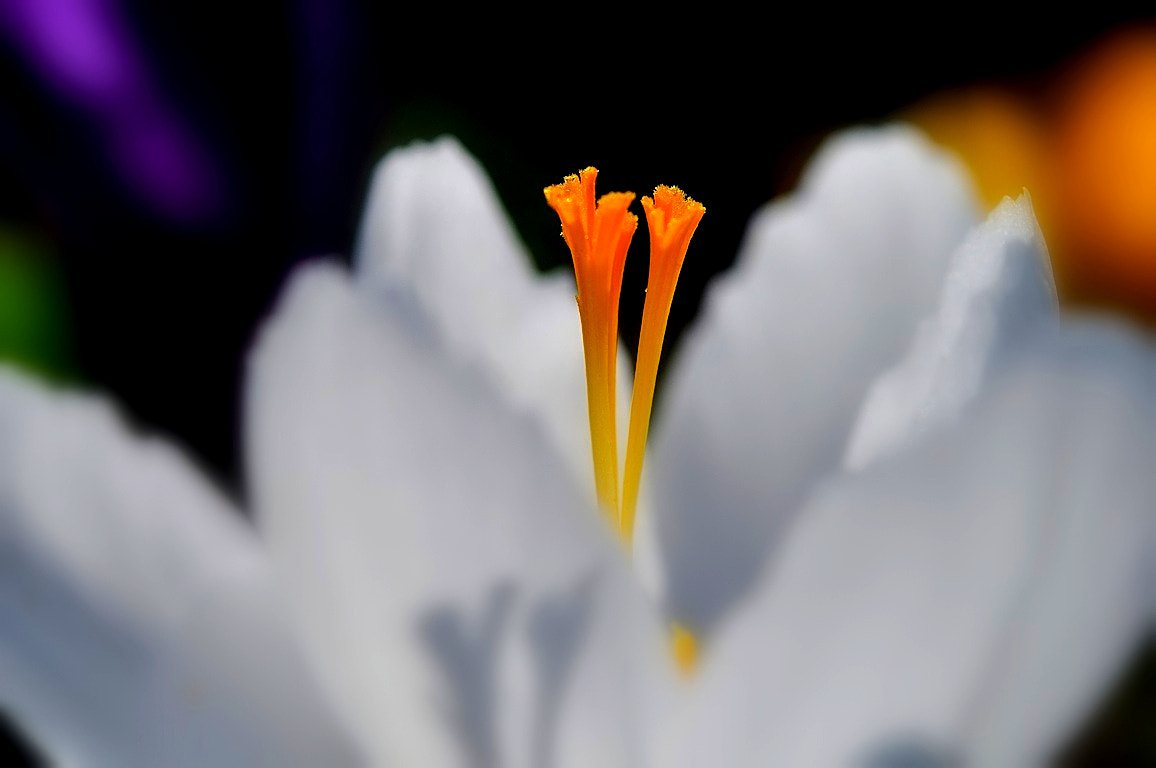 Nikon AF-S Micro-Nikkor 60mm F2.8G ED sample photo. еу7 см photography