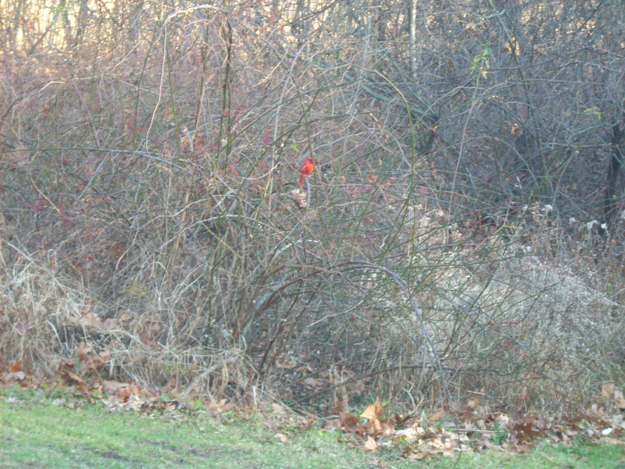 Nikon COOLPIX L10 sample photo. Red dot photography