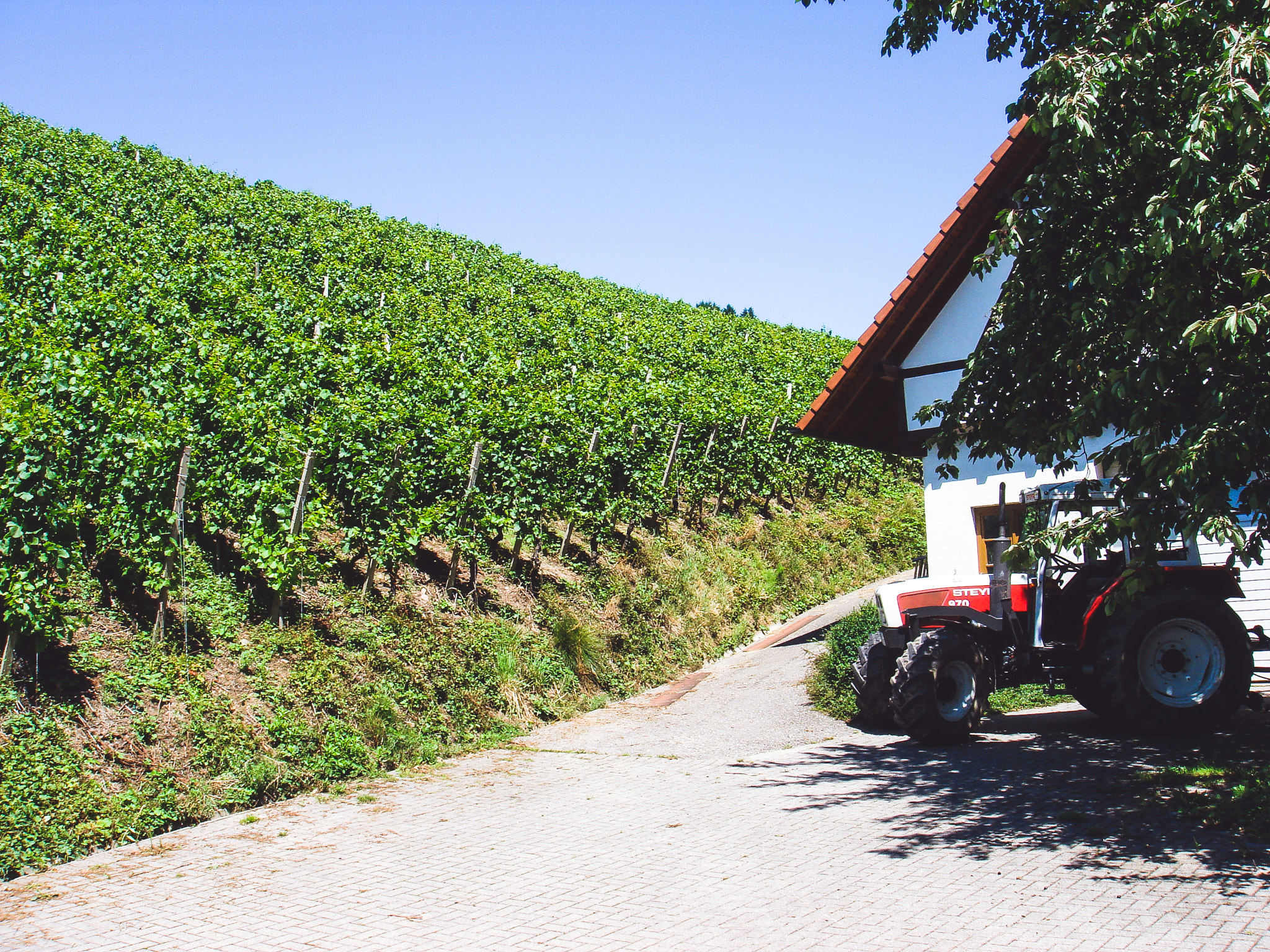 Sony DSC-T9 sample photo. Riesling country photography