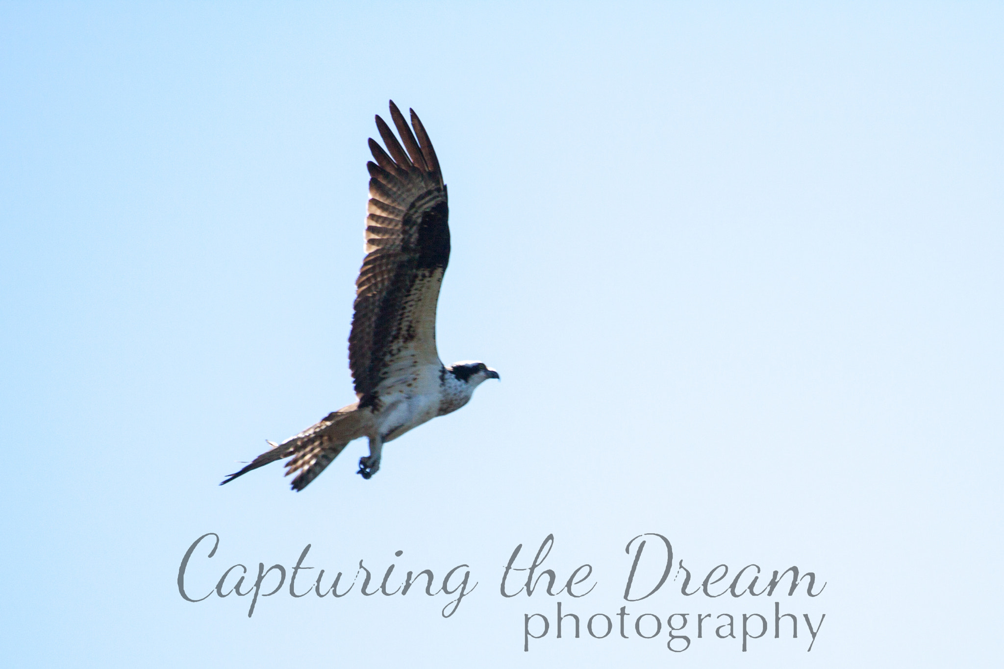 Canon EF 100-400mm F4.5-5.6L IS USM sample photo