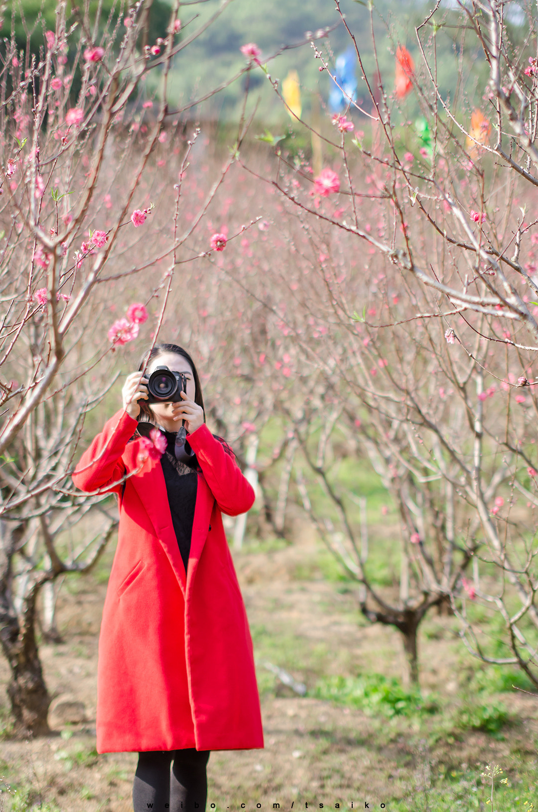 Nikon D5100 + Sigma 50mm F1.4 EX DG HSM sample photo.  春日映红  photography