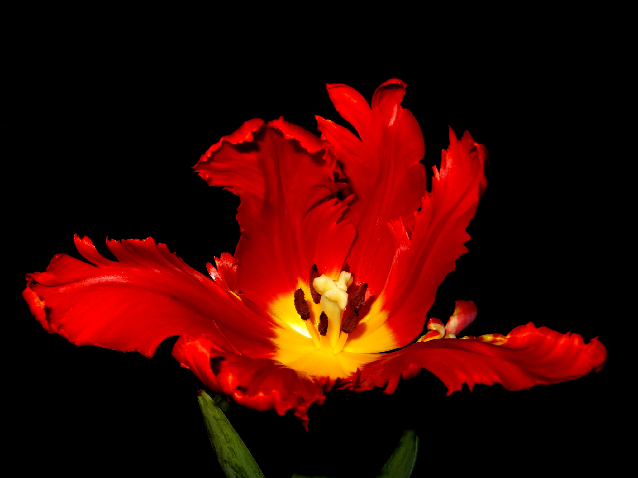 FujiFilm FinePix F500 EXR (FinePix F505 EXR) sample photo. Red tulip photography