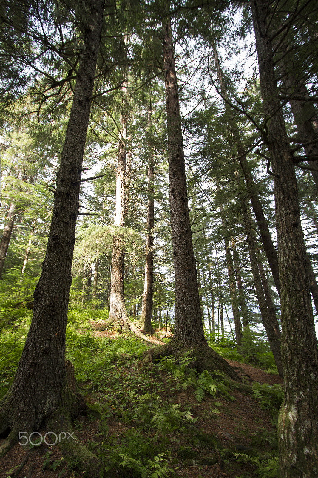 Canon EF-S 10-22mm F3.5-4.5 USM sample photo. Magical forest photography