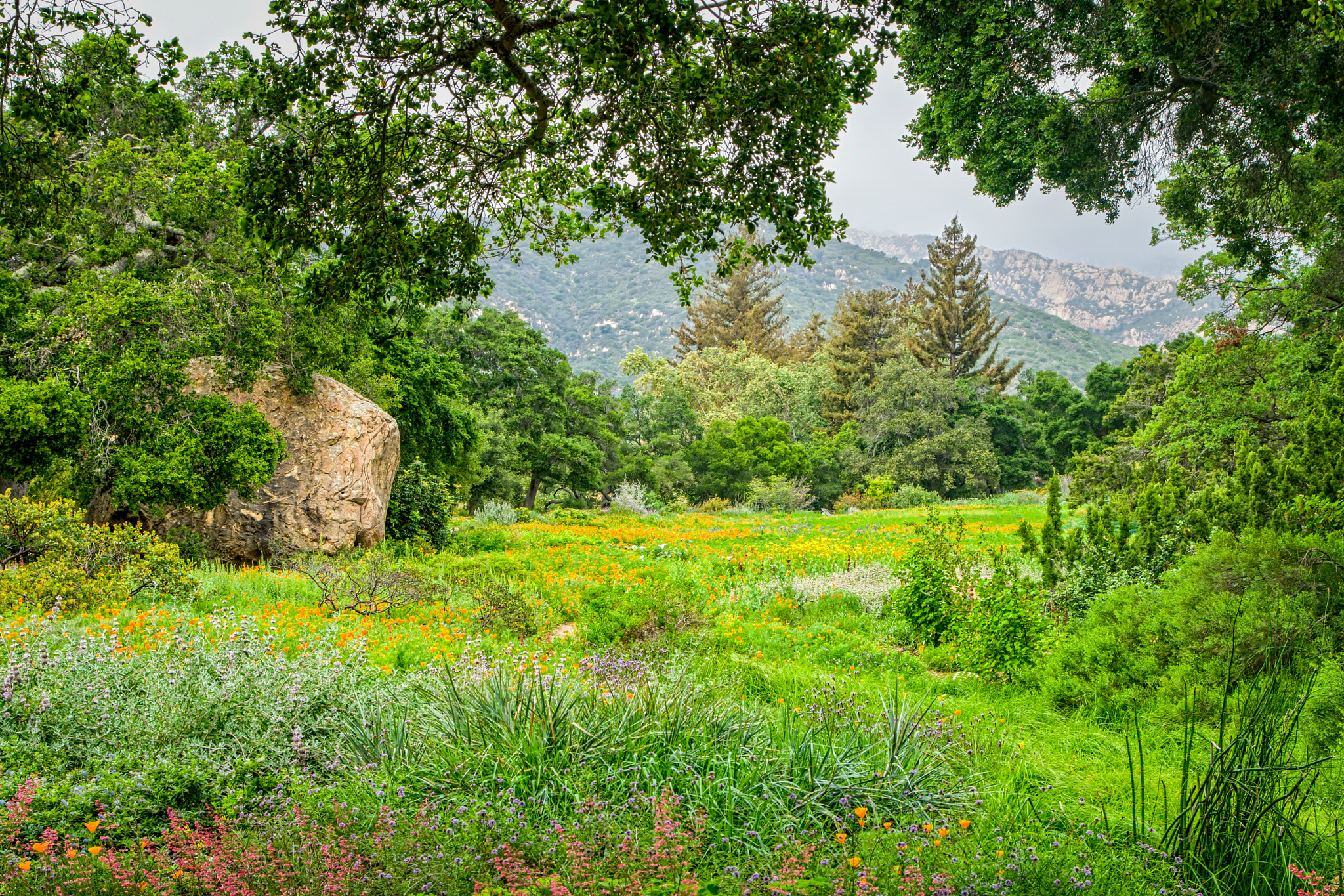 Sony a6300 + Canon EF 24-105mm F4L IS USM sample photo. Poppy fields of santa barbara county photography