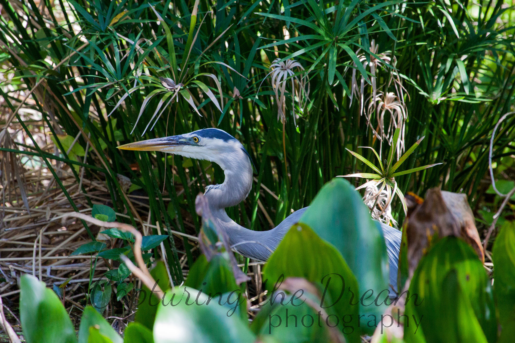 Canon EF 100-400mm F4.5-5.6L IS USM sample photo. Dora canal photography