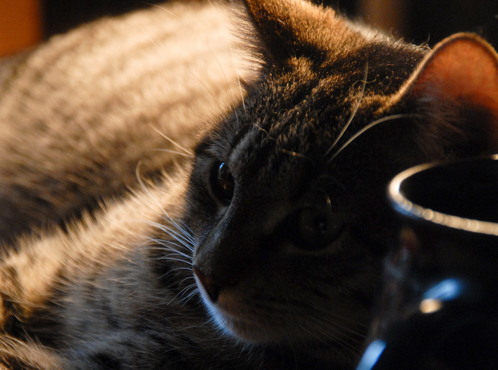 Sigma 18-125mm F3.8-5.6 DC OS HSM sample photo. Nachdenklich photography