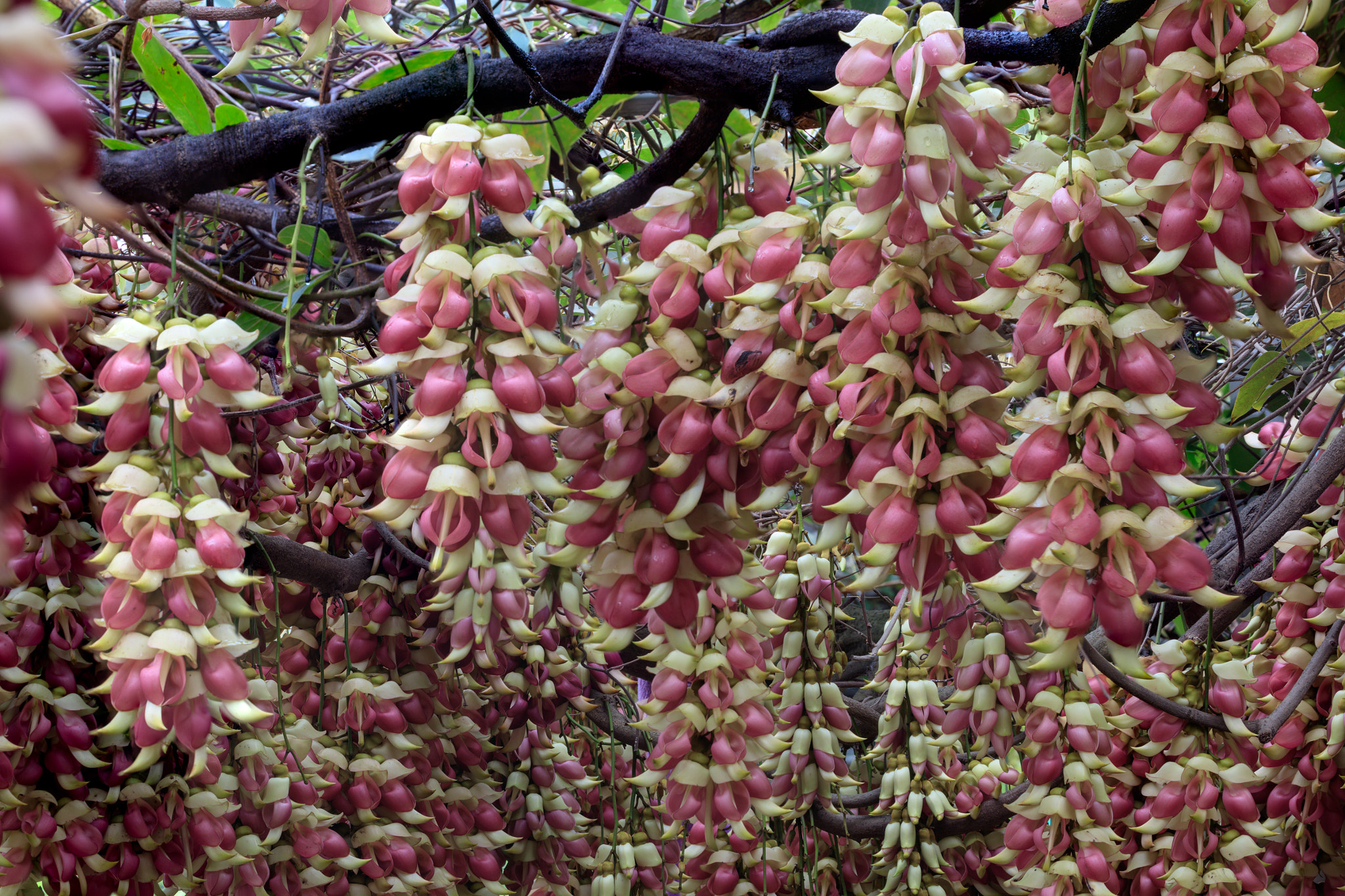 Canon EF 100-400mm F4.5-5.6L IS USM sample photo. Mucuna birdwoodiana tutch photography