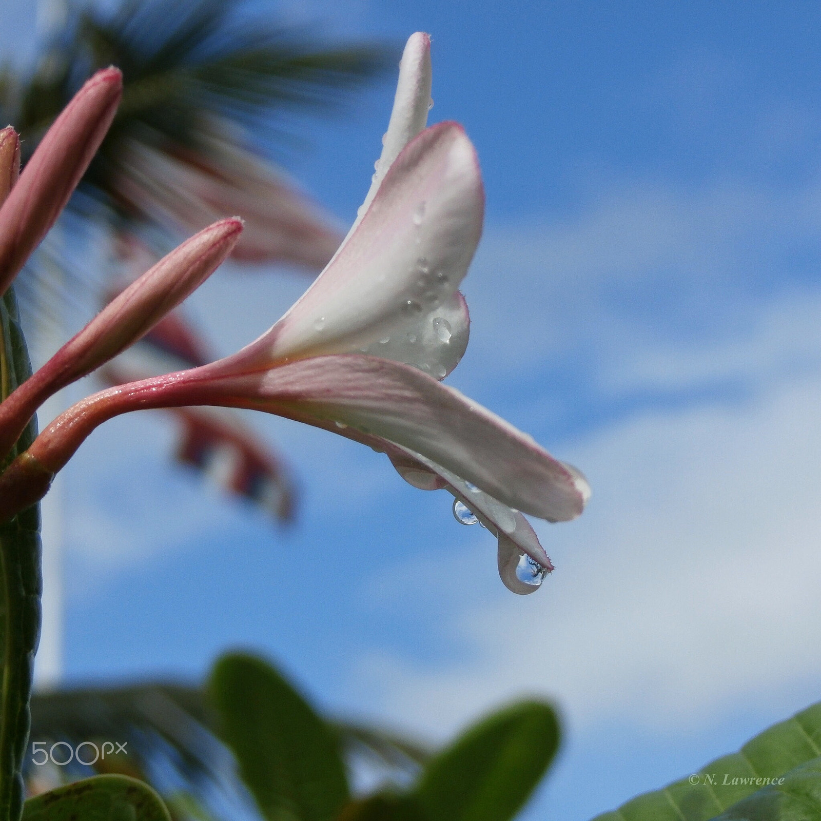 Olympus SZ-15,DZ-100 sample photo. Dwarf plumeria. photography