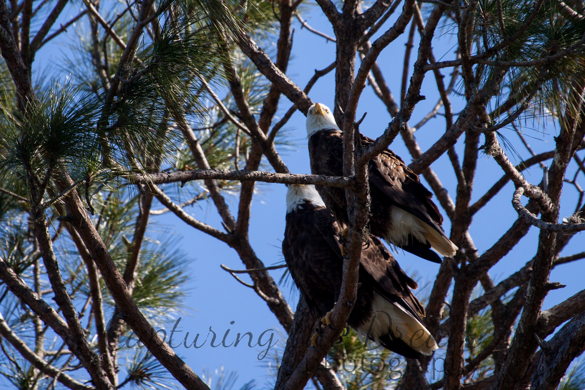 Canon EF 100-400mm F4.5-5.6L IS USM sample photo