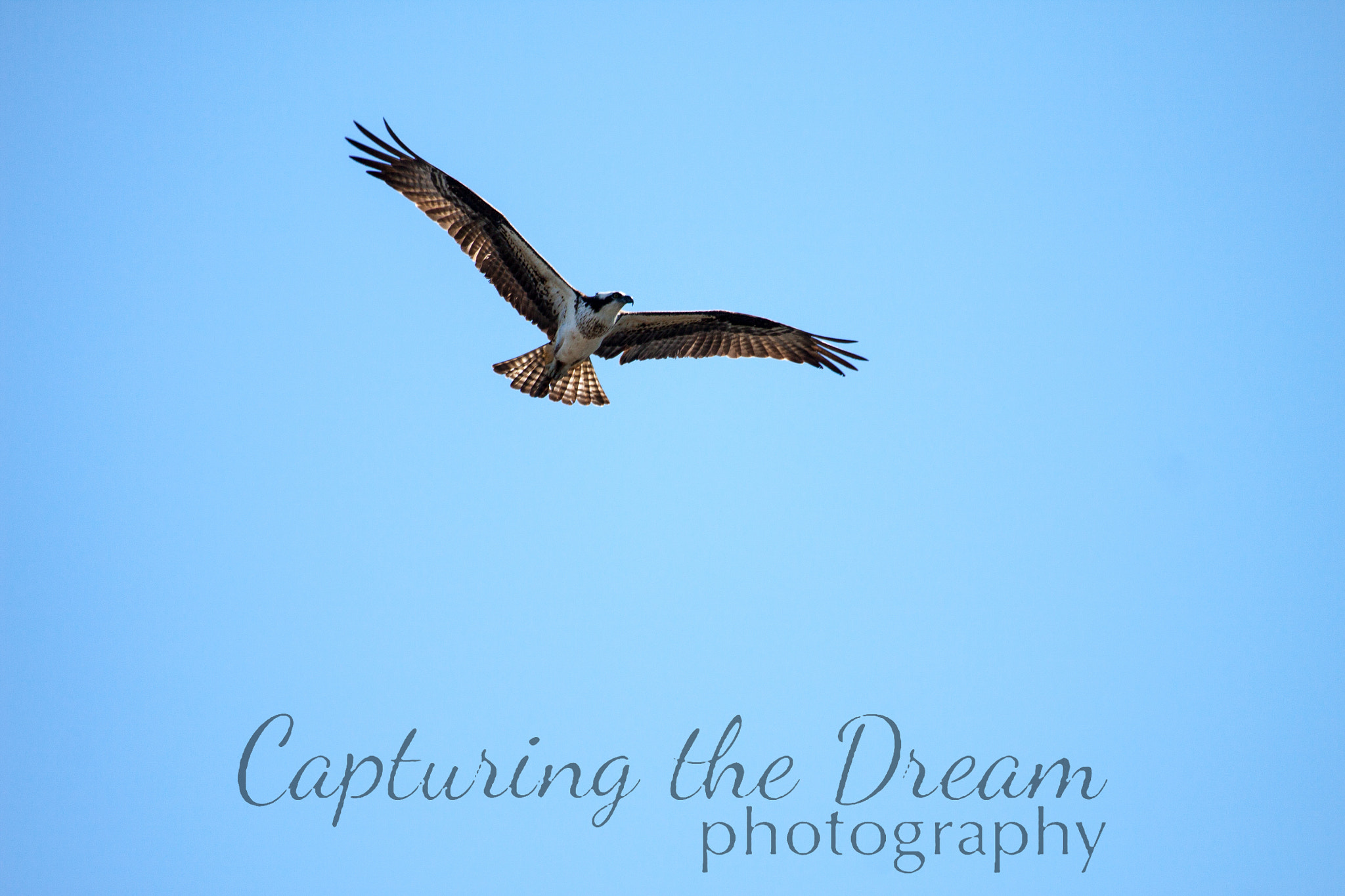 Canon EF 100-400mm F4.5-5.6L IS USM sample photo