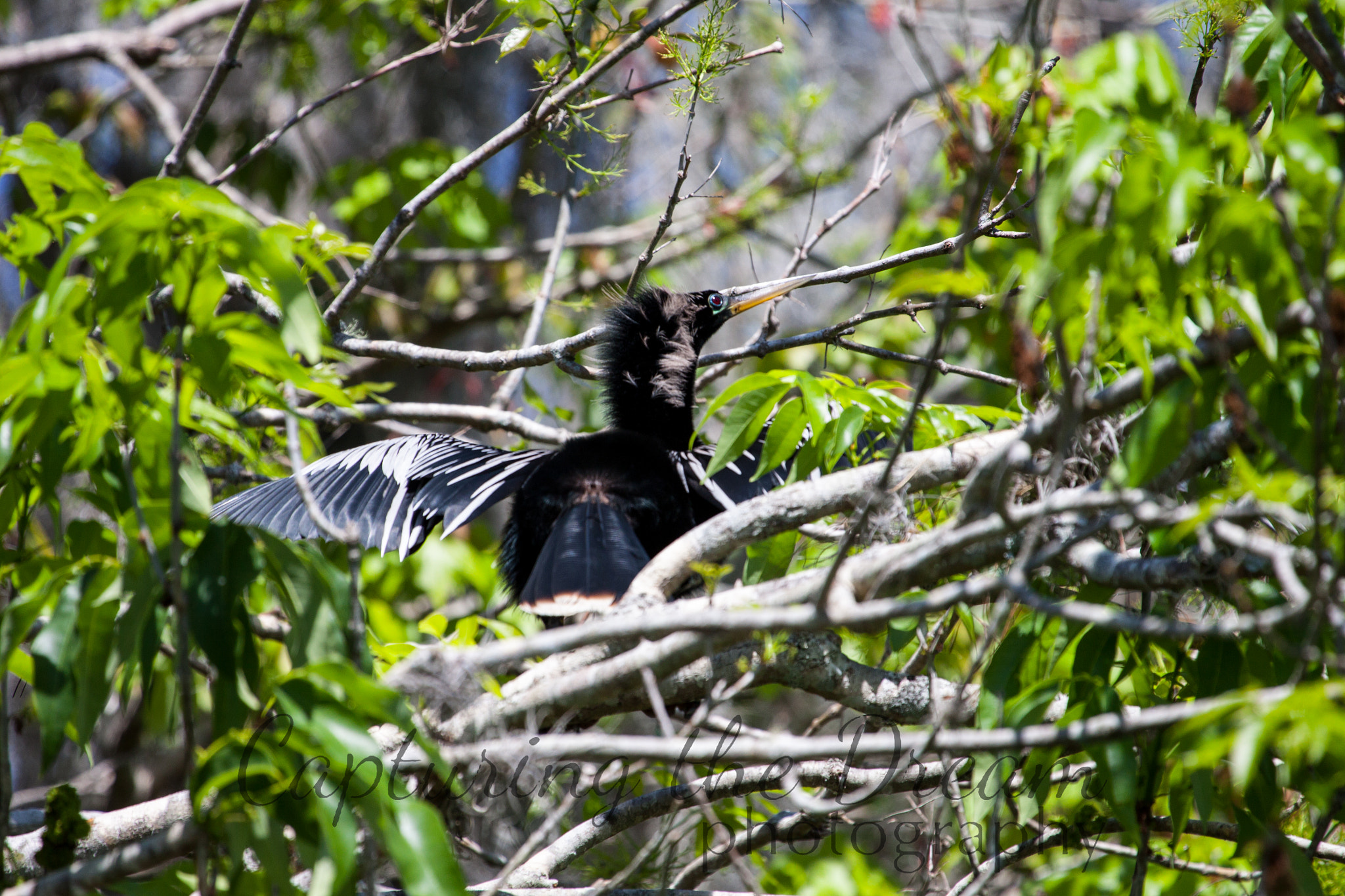 Canon EF 100-400mm F4.5-5.6L IS USM sample photo. Dora canal photography