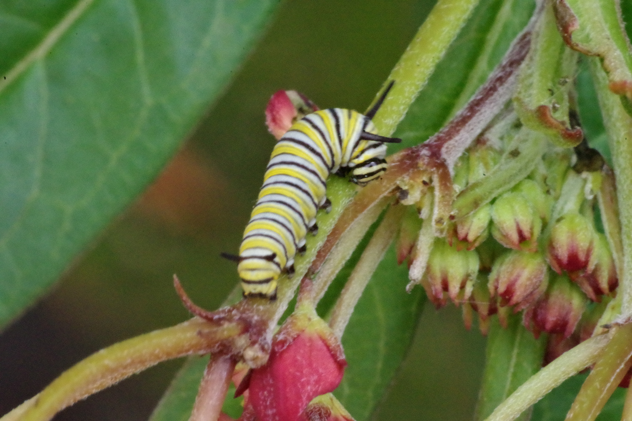 Pentax K-S2 + A Series Lens sample photo. Monarch butterfly caterpillar photography