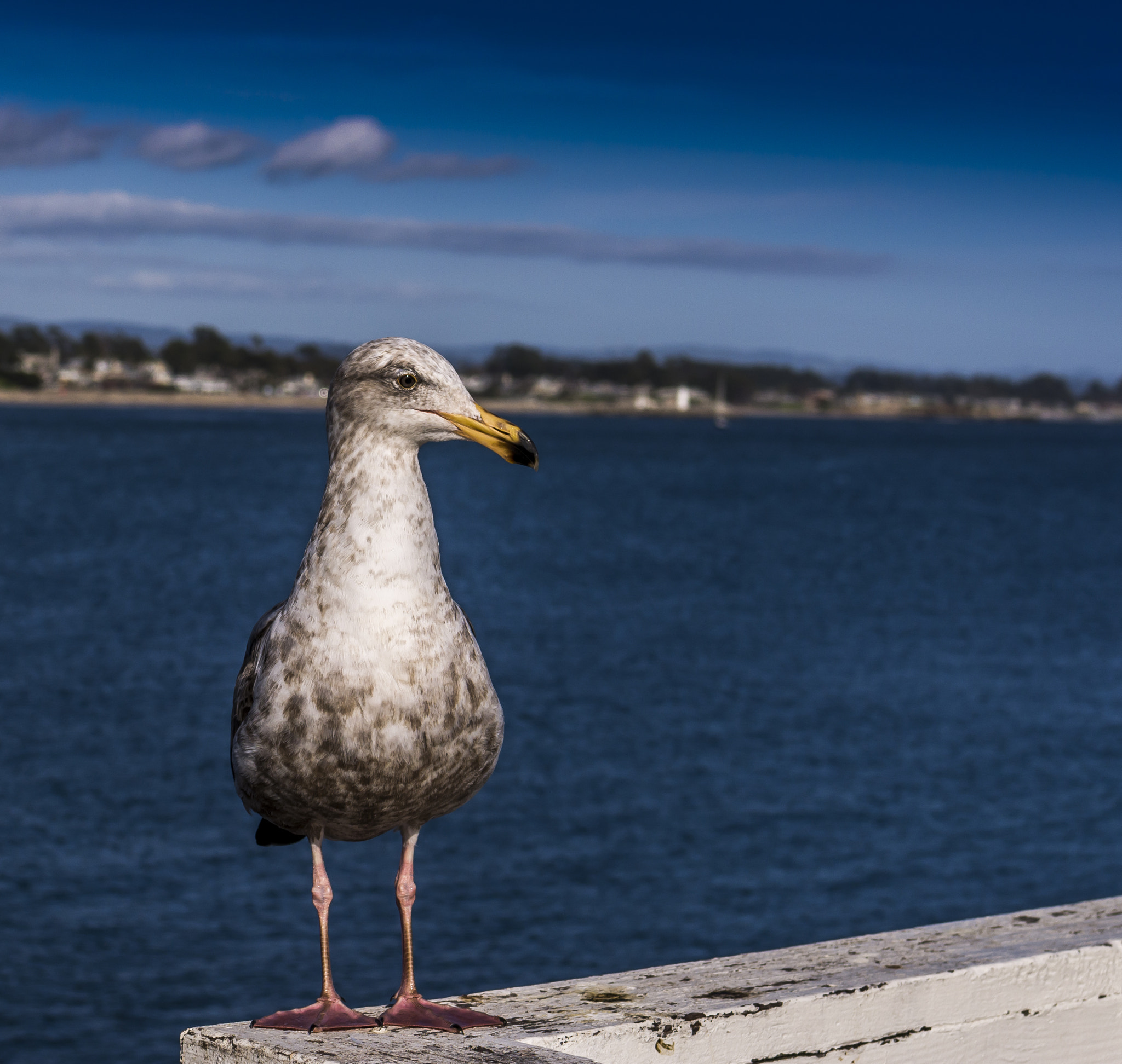 Nikon D7100 + Tamron SP 35mm F1.8 Di VC USD sample photo. Santa cruz seagull photography