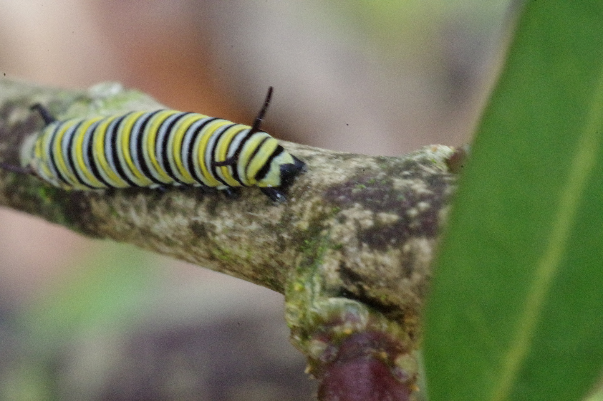 Pentax K-S2 + A Series Lens sample photo. Monarch butterfly caterpillar photography