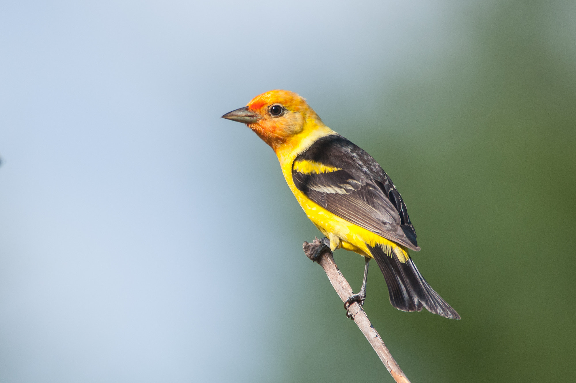 Nikon D300 + Nikon AF-S Nikkor 300mm F4D ED-IF sample photo. Western tanager photography
