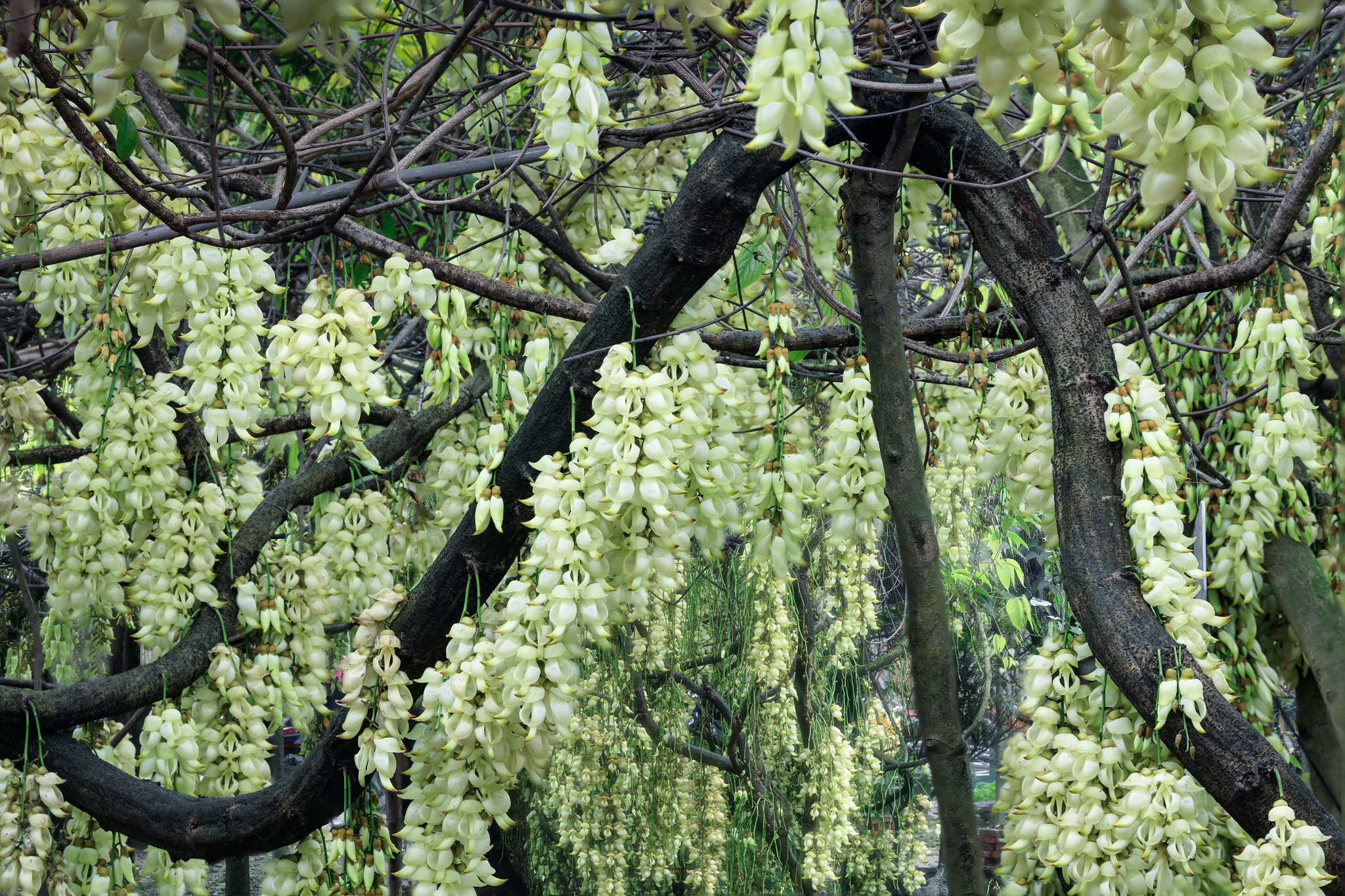 Canon EF 100-400mm F4.5-5.6L IS USM sample photo. Mucuna birdwoodiana tutch photography