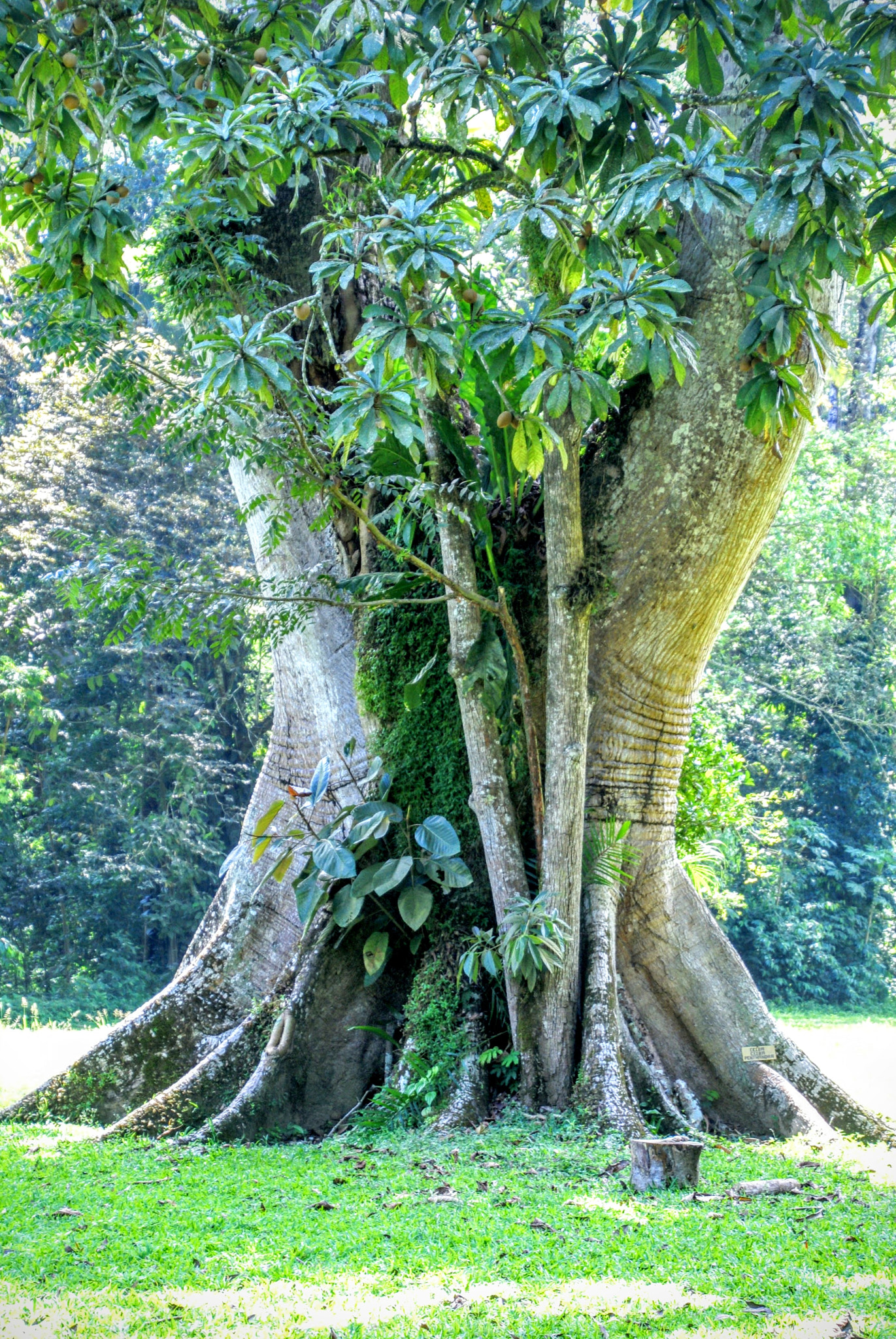 Tamron 16-300mm F3.5-6.3 Di II VC PZD Macro sample photo. Tree at quirigua photography