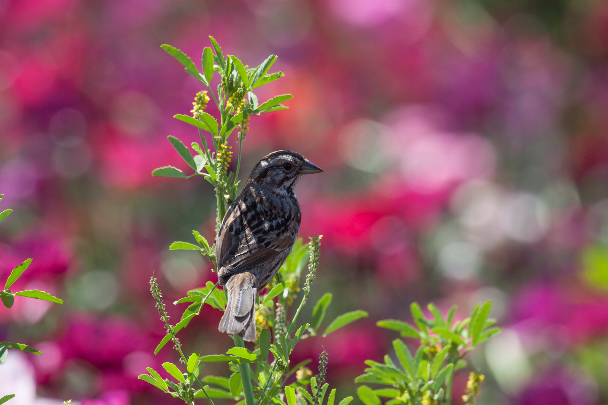 Canon EF 100-400mm F4.5-5.6L IS USM sample photo. Finch in flower fields photography