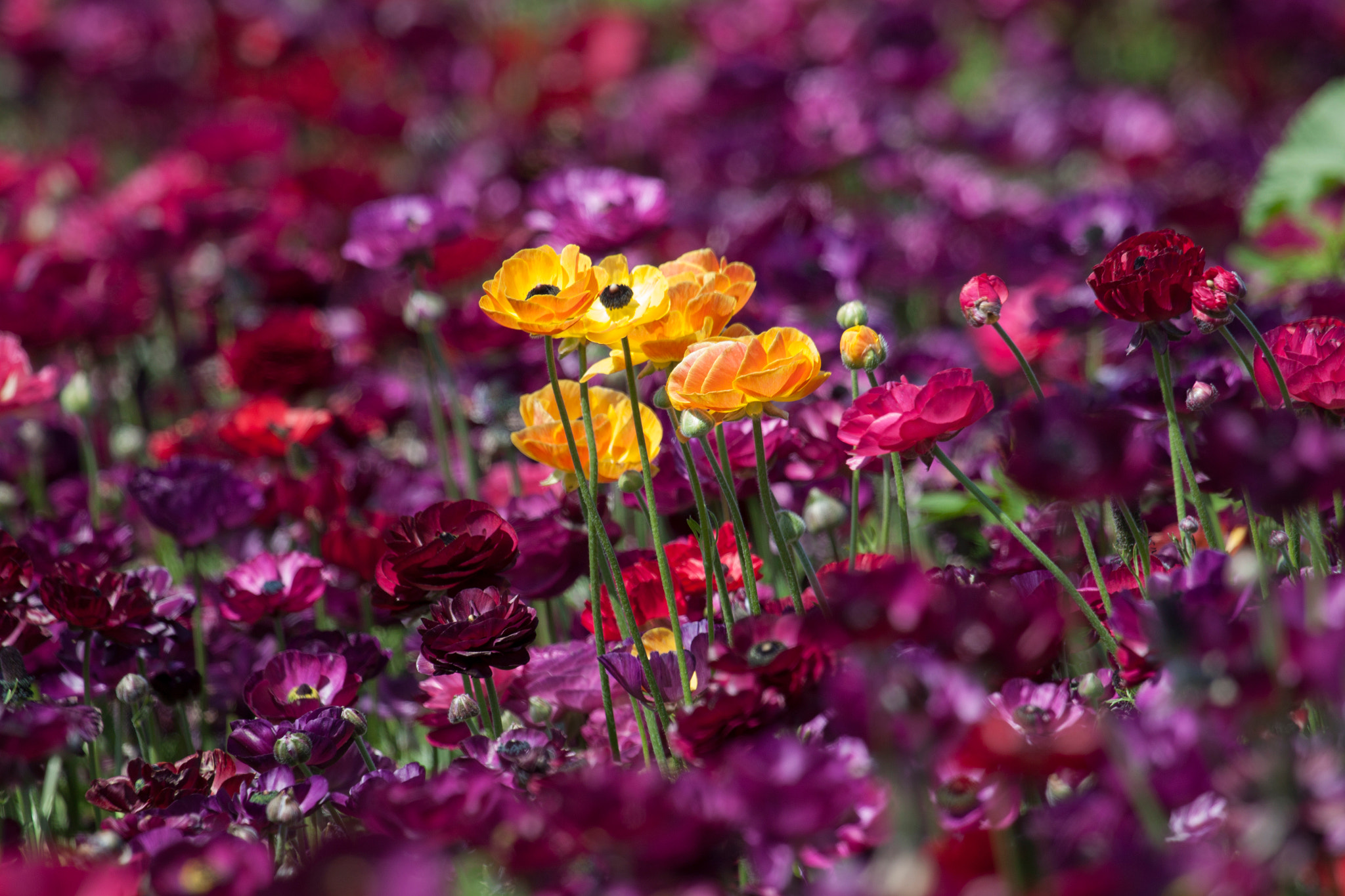 Canon EF 100-400mm F4.5-5.6L IS USM sample photo. Surrounded by purple photography