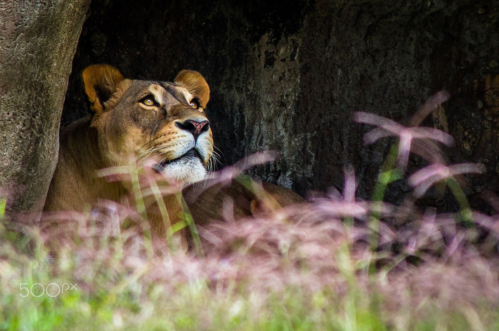 smc PENTAX-DA L 55-300mm F4-5.8 ED sample photo. Where does my help come from? photography