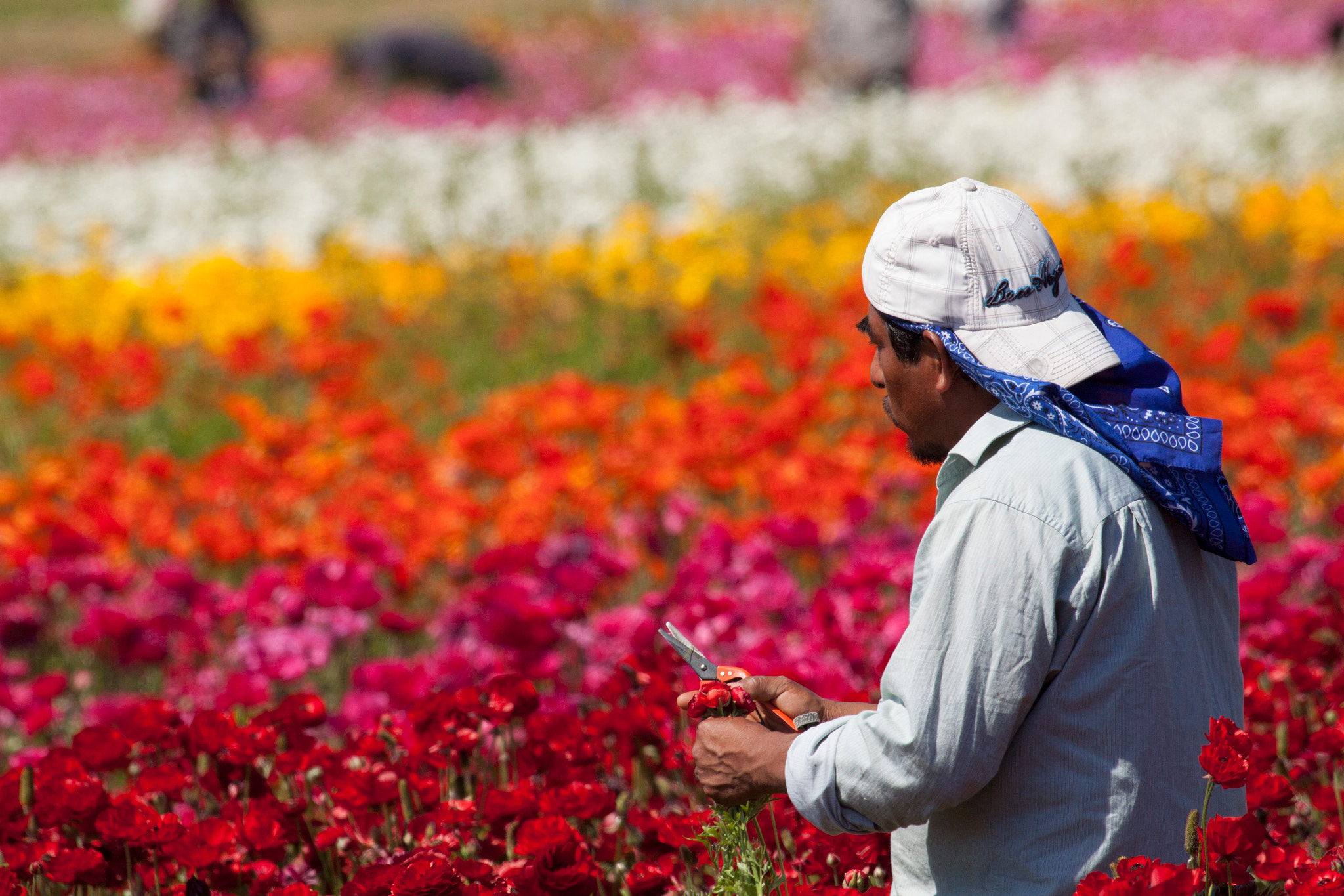 Canon EF 100-400mm F4.5-5.6L IS USM sample photo. Working in the flower fields photography